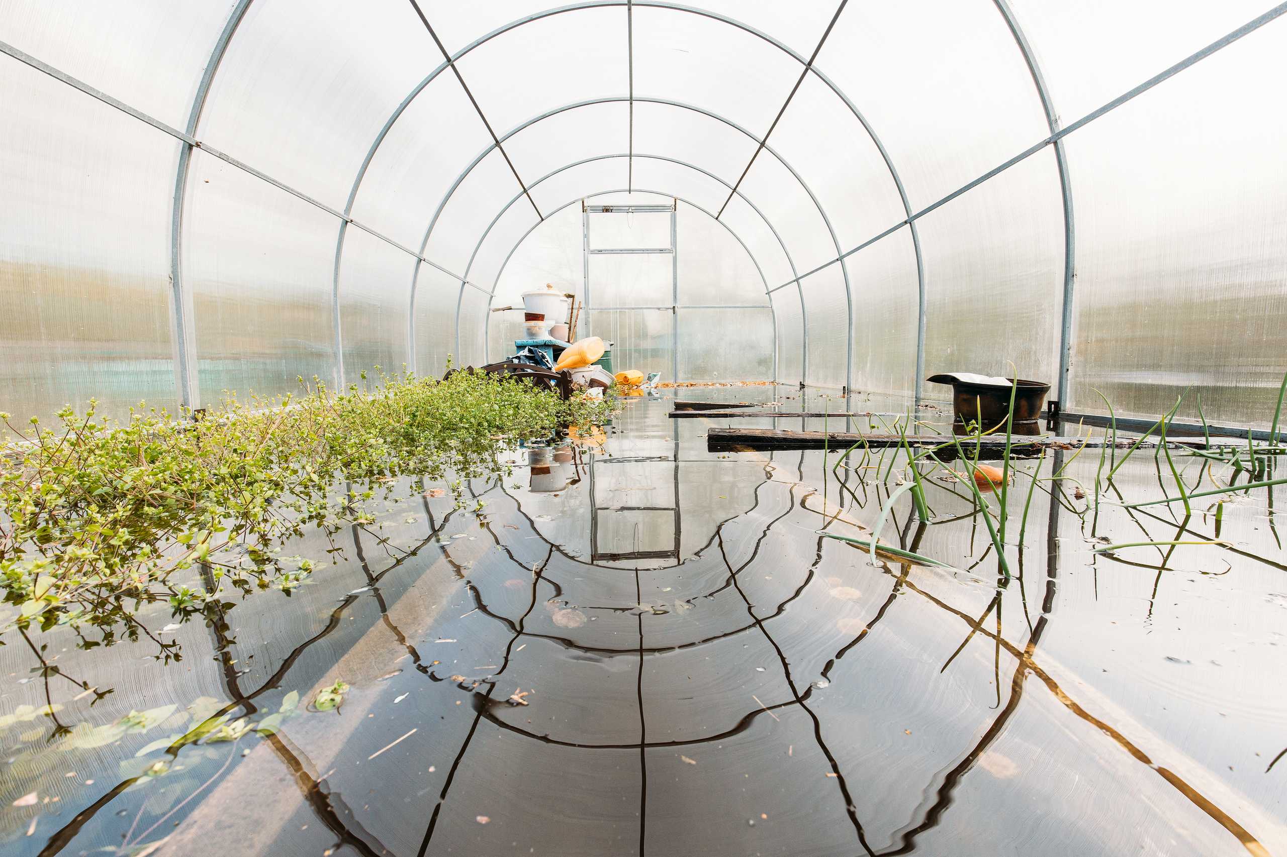 Climate Control Secrets for Thriving Greenhouses